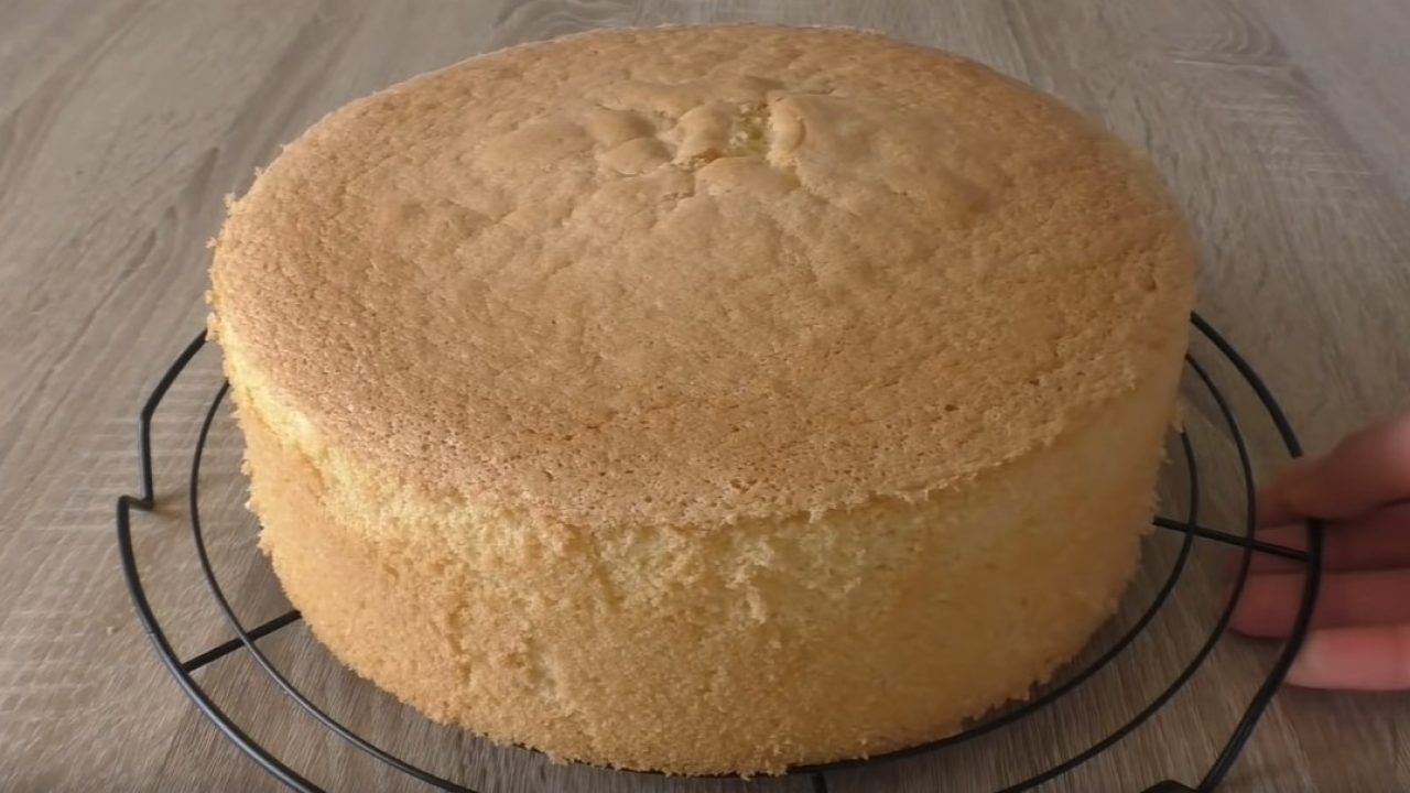 SÜNGER PANDİSPANYA